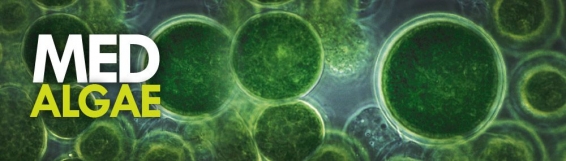 Agraria:  Ricerca,  MED ALGAE per la produzione di biodiesel