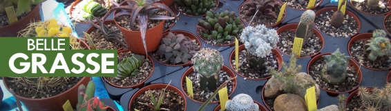 VII edizioneBELLE GRASSE! Mostra-mercato di piante succulente - Giovedì 29 maggio 2014 dalle 9.00 alle 17.00.